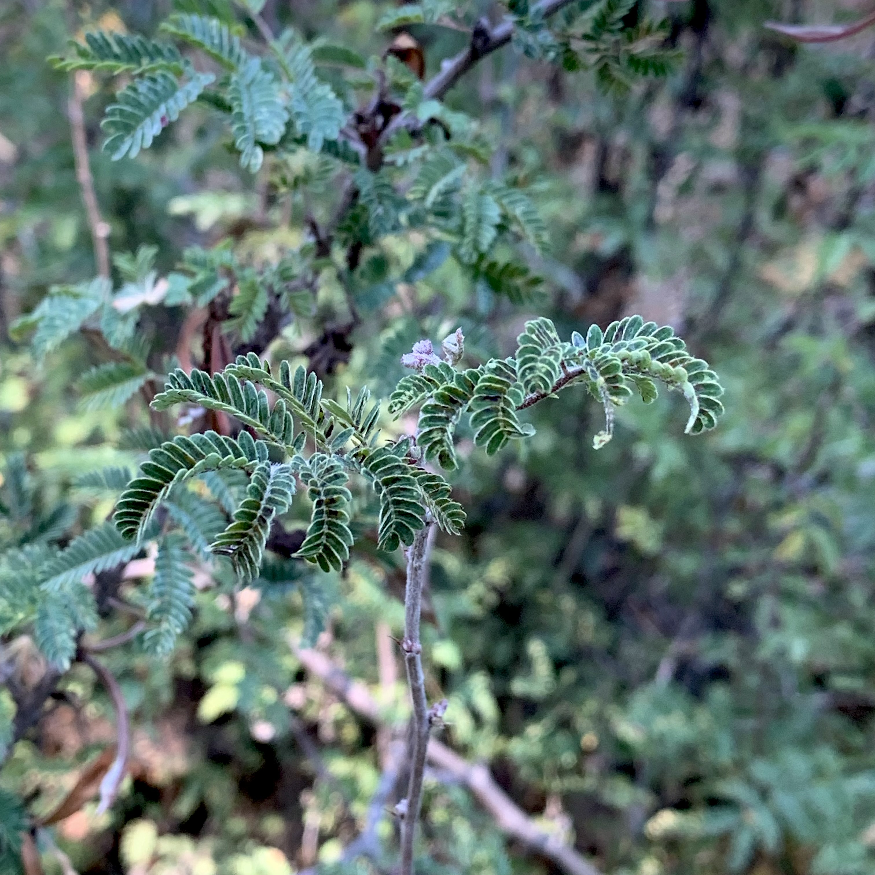 Photo of calliandra eriophylla